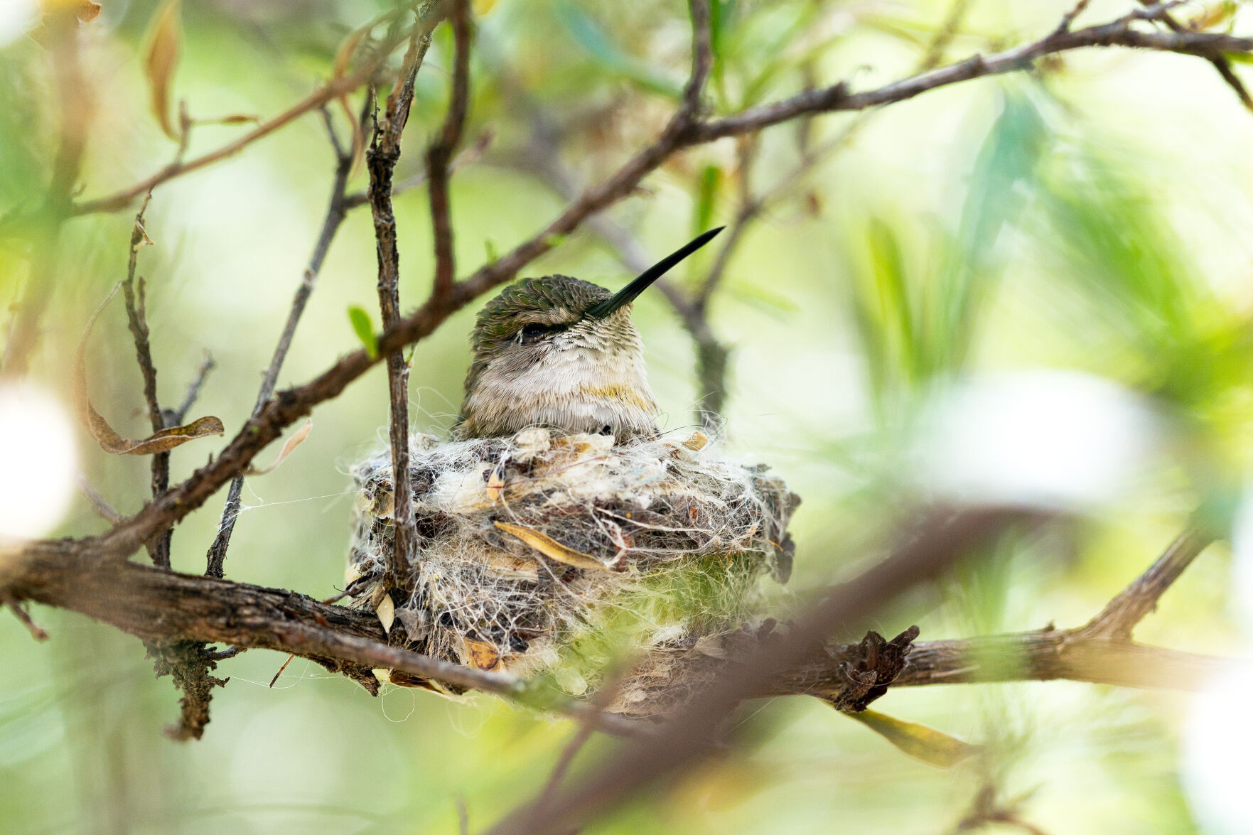Nesting Anna's hummingbird